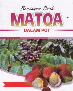 Bertanam Buah Matoa Dalam Pot